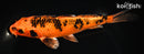 7" KIN ORENJI BEKKO