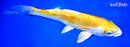 9" DOITSU LEMON HARIWAKE