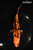 7" KIN ORENJI BEKKO