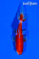 4.25" SARASA WAKIN GOLDFISH