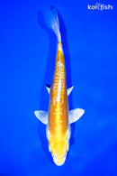 9" DOITSU LEMON HARIWAKE