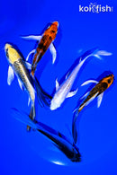 PACK OF (5) 4-5" BUTTERFLY KOI