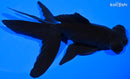 5" TELESCOPE FANTAIL GOLDFISH