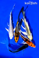 PACK OF (5) 4-5" BUTTERFLY KOI
