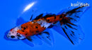 3.75" CALICO WATONAI GOLDFISH