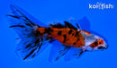 3.75" CALICO WATONAI GOLDFISH