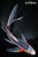 9.5" ASAGI BUTTERFLY