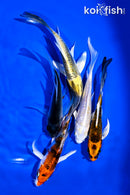 PACK OF (5) 4-5" BUTTERFLY KOI