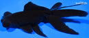 5" TELESCOPE FANTAIL GOLDFISH