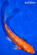 6" GINRIN HARIWAKE BUTTERFLY