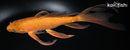 10" CHAGOI BUTTERFLY