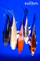 PACK OF (5) 4-5" STANDARD KOI