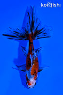 3.75" CALICO WATONAI GOLDFISH