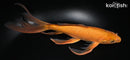 10" CHAGOI BUTTERFLY