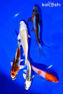 PACK OF (5) 4-5" STANDARD KOI