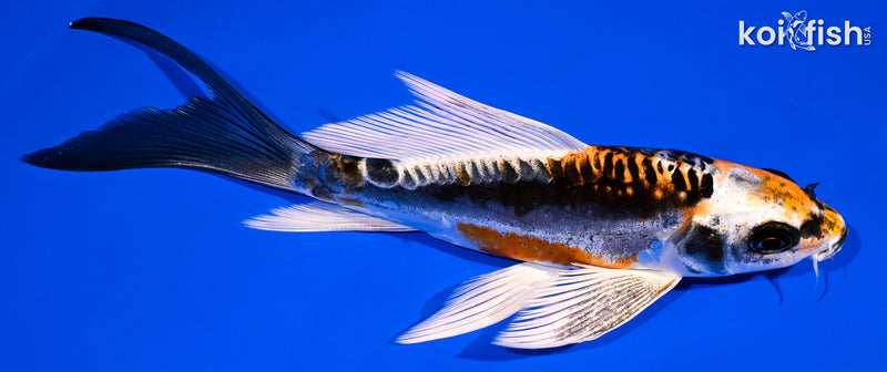 6.25" BENI KIKOKURYU BUTTERFLY