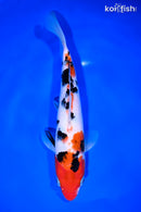 8.75" SANKE