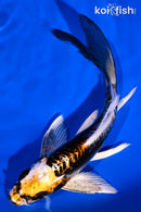 6.25" BENI KIKOKURYU BUTTERFLY