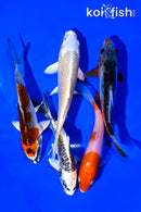 PACK OF (5) 4-5" STANDARD KOI