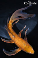10" CHAGOI BUTTERFLY