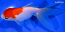 4.75" ORANDA GOLDFISH