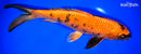 10" KIN HI UTSURI