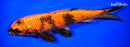 10" KIN HI UTSURI