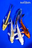 PACK OF (5) 4-5" STANDARD KOI