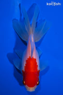 4.75" ORANDA GOLDFISH