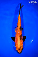 10" KIN HI UTSURI