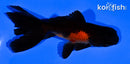 4.75" WAKIN GOLDFISH