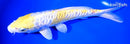 9" DOITSU LEMON HARIWAKE