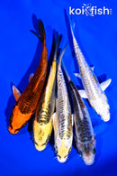 PACK OF (5) 4-5" STANDARD KOI