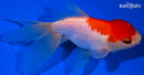4.75" ORANDA GOLDFISH