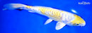 9" DOITSU LEMON HARIWAKE
