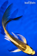 6.25" KI MATSUBA BUTTERFLY