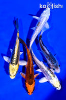 PACK OF (5) 4-5" STANDARD KOI