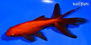 4.5" WATONAI GOLDFISH