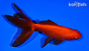 4.5" WATONAI GOLDFISH