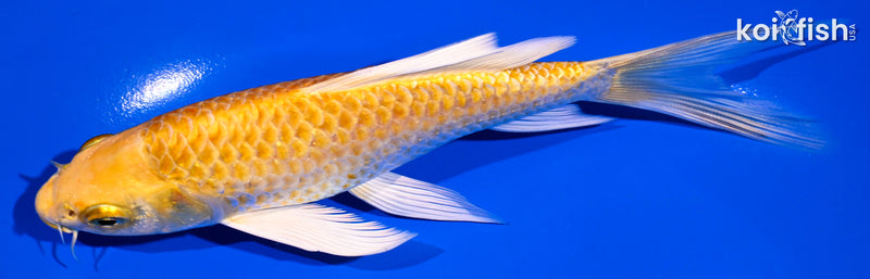 6.25" YAMABUKI OGON BUTTERFLY