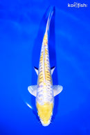 9" DOITSU LEMON HARIWAKE