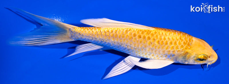 6.25" YAMABUKI OGON BUTTERFLY