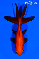 4.5" WATONAI GOLDFISH