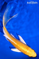 6.25" YAMABUKI OGON BUTTERFLY