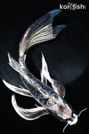 10.5" KIKOKURYU BUTTERFLY