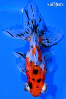 5" CALICO TELESCOPE FANTAIL GOLDFISH