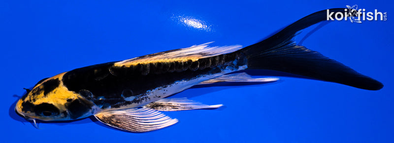 5.75" KABUTO BUTTERFLY