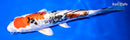 9.25" HEISEI NISHIKI