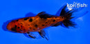4" WAKIN GOLDFISH