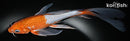 9.75" OCHIBA SHIGURE BUTTERFLY